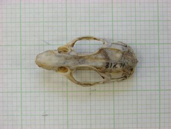 Media type: image;   Mammalogy 31271